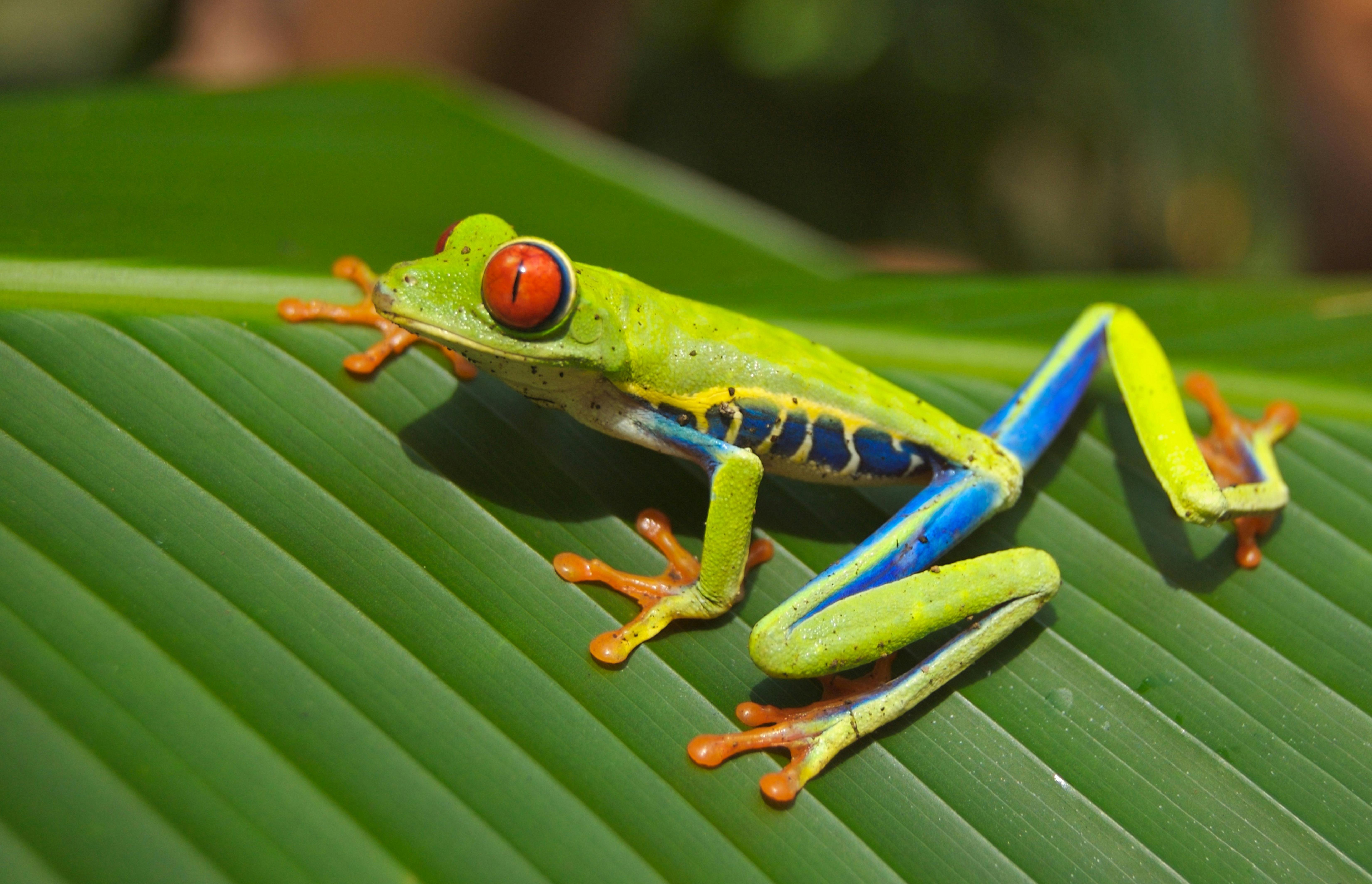 Costa Rica Adventure